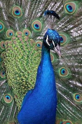 Book cover for Stunning Peacock Portrait Journal