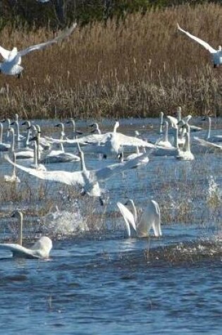 Cover of Tundra Swans at Mattamuskeet Refuge in North Carolina Journal