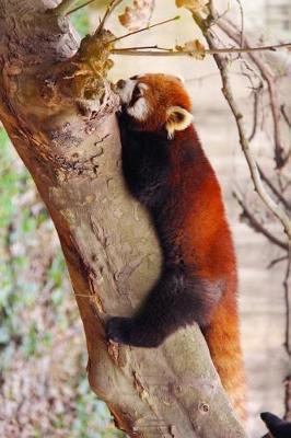 Book cover for Loveable Red Panda Stretched Out in a Tree Journal