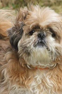 Book cover for Shih Tzu