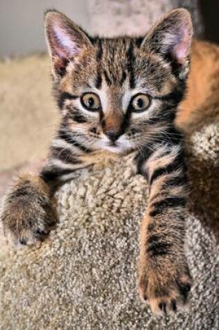 Cover of The Manx Kitten Cat Journal "I'm King of the Mountain ... Maybe Not!"