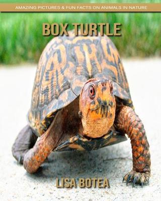 Book cover for Box Turtle