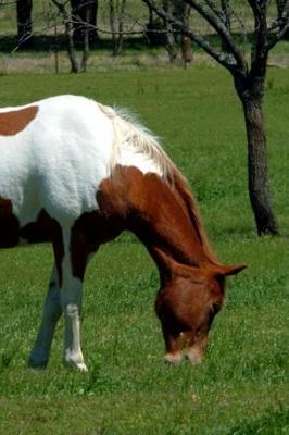 Book cover for 2020 Daily Planner Horse Photo Equine Grazing Pinto 388 Pages