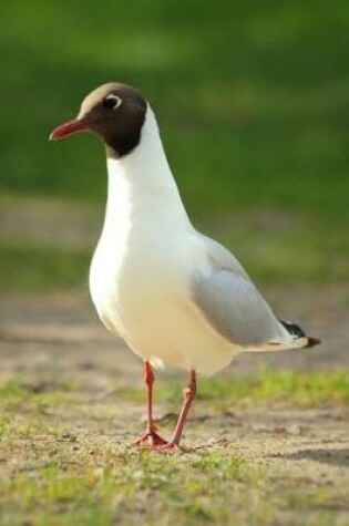 Cover of Larus Atricilla