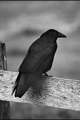 Book cover for A Crow in Black and White