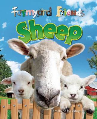 Book cover for Sheep