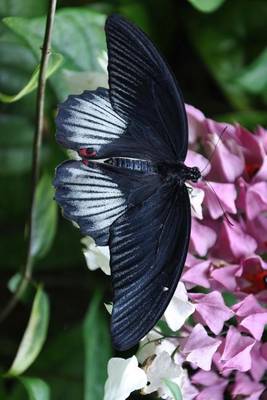 Book cover for Great Mormon Butterfly on Flowers, for the Love of Nature