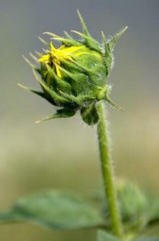 Cover of Hints of Sunflower Yellow - Blank Notebook