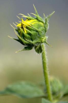 Book cover for Hints of Sunflower Yellow - Blank Notebook