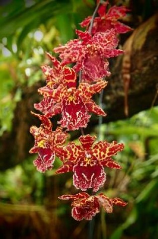 Cover of Red Orchid in a Tree, for the Love of Flowers