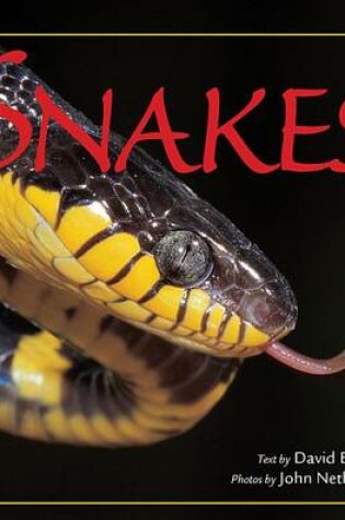 Cover of Snakes