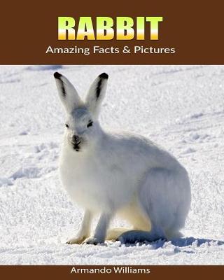 Book cover for Rabbit