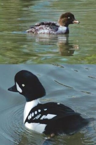 Cover of Barrow's Goldeneye Duck Male and Female Journal