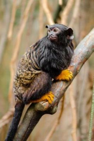 Cover of Tamarin Clinging to a Branch Journal