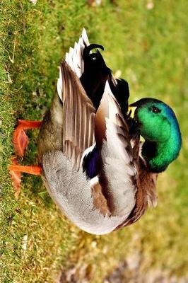 Book cover for Mallard Drake Duck Preening His Feathers Journal