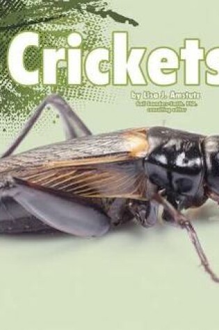 Cover of Crickets