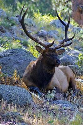 Book cover for Bull Elk on the Lateral Moraine Journal