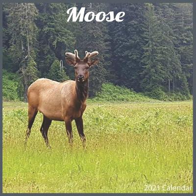 Book cover for Moose 2021 Calendar