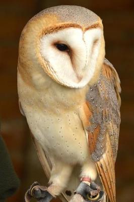 Book cover for A Beautiful British Barn Owl Perched Journal