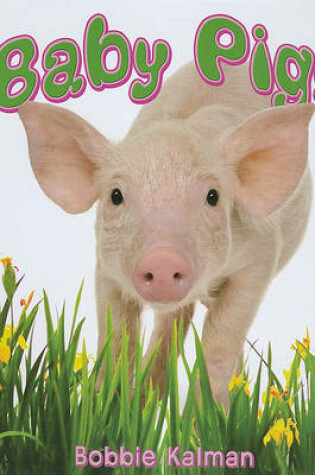 Cover of Baby Pigs