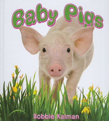 Book cover for Baby Pigs