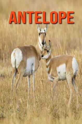 Cover of Antelope