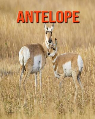 Book cover for Antelope