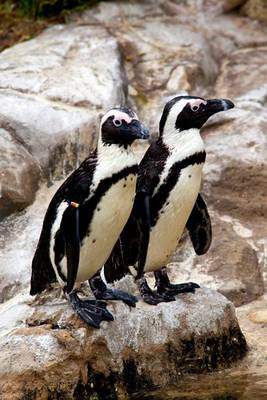 Book cover for Two Black-Footed African Penguins Journal