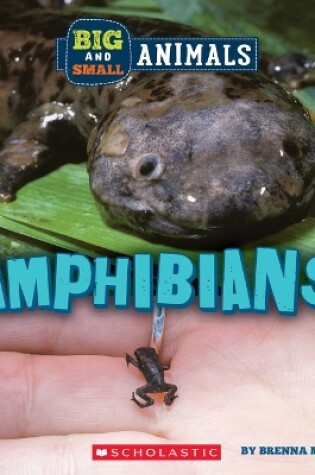 Cover of Amphibians (Wild World: Big and Small Animals)