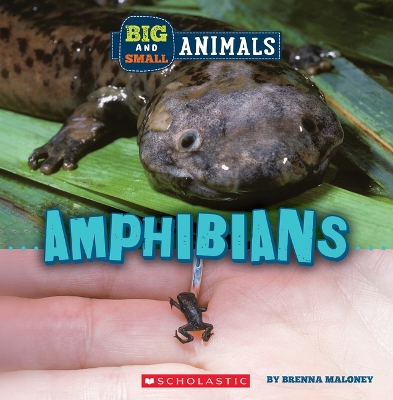 Cover of Amphibians (Wild World: Big and Small Animals)