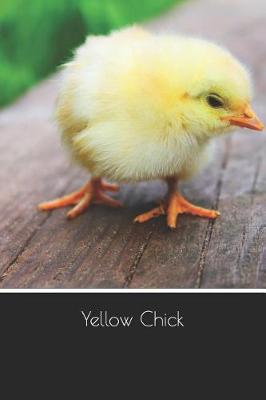 Book cover for Yellow Chick