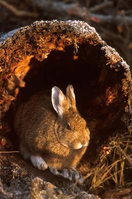 Book cover for Snowshoe Hare in a Frosty Log Journal