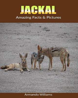 Book cover for Jackal