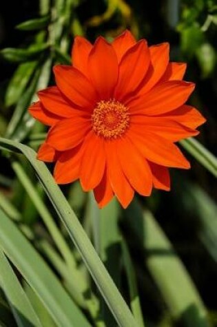 Cover of Beautiful Gazania Flower Blooming in the Garden Journal