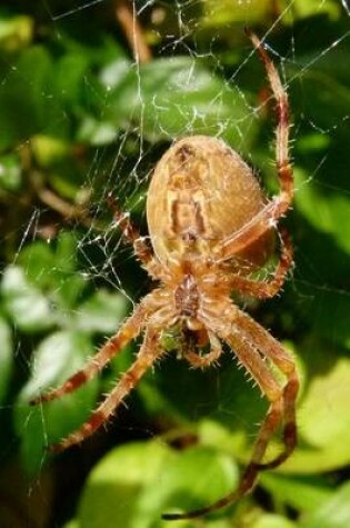 Cover of Araneus Diadematus European Garden Spider