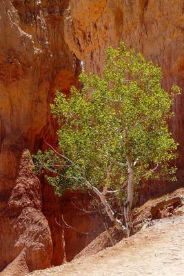 Book cover for Bryce Canyon Utah USA Journal