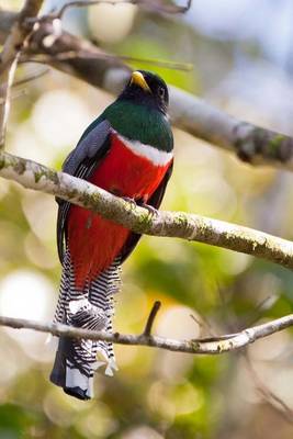 Book cover for Collared Trogon Journal