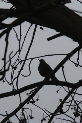 Book cover for Silhouette of a Bird on a Tree Journal