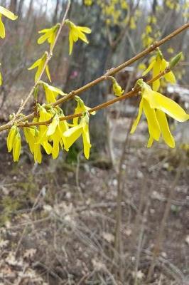 Cover of Journal Early Spring Forsythia