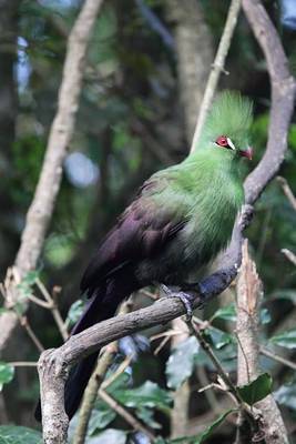 Book cover for Guinea Turaco Journal