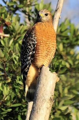 Book cover for Red Shouldered Hawk Journal