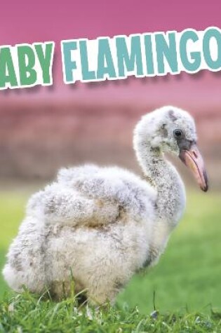 Cover of Baby Flamingos