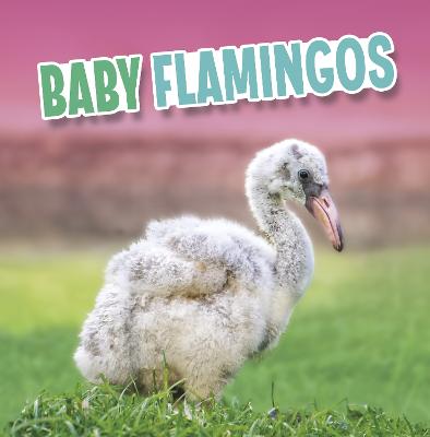 Book cover for Baby Flamingos