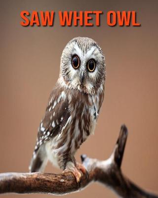 Book cover for Saw Whet Owl