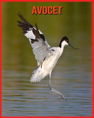 Book cover for Avocet