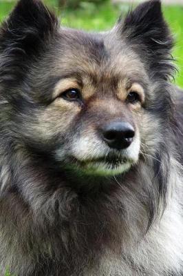 Book cover for A Keeshond Dog Relaxing in the Grass Journal