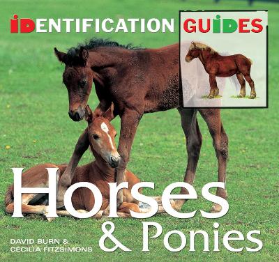 Book cover for Horses & Ponies