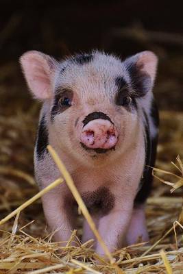 Book cover for A Cute Little Piglet in the Barn