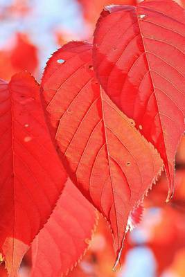 Book cover for Vivid Red Autumn Leaves Journal