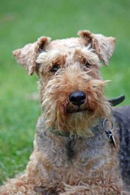 Book cover for The Welsh Terrier Dog Journal